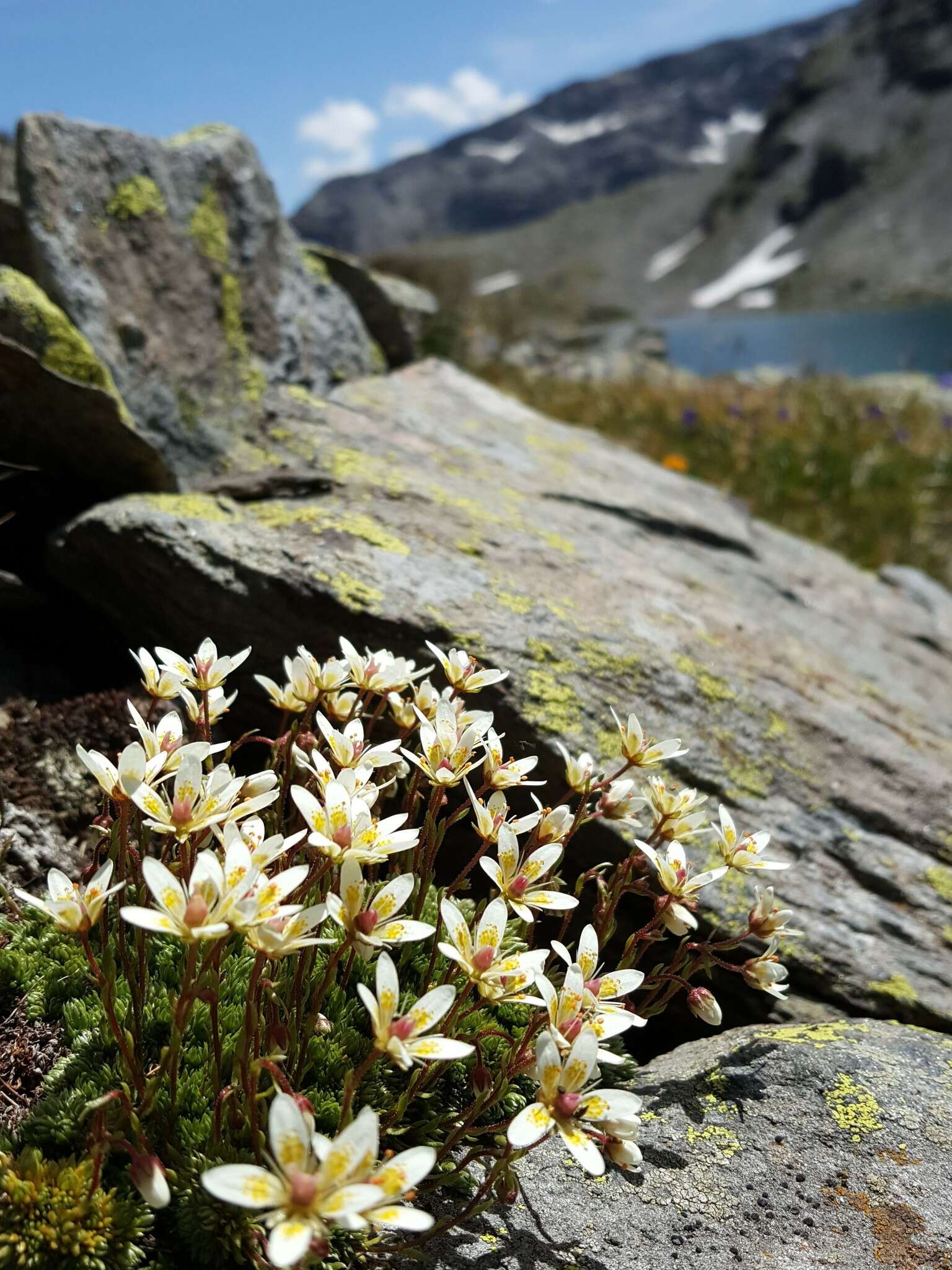 Слика од Saxifraga bryoides L.