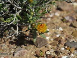 صورة Pteronia villosa L. fil.