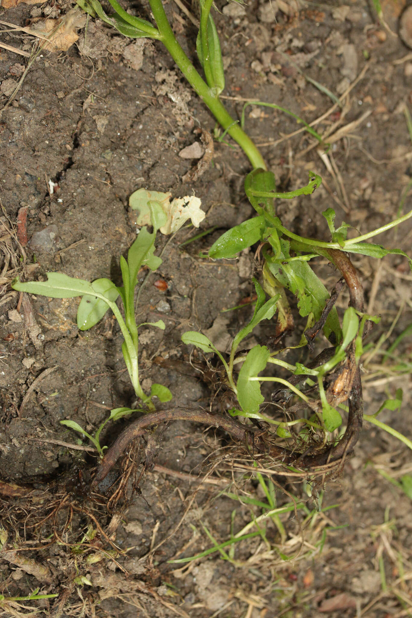 Слика од Myosotis secunda A. Murray