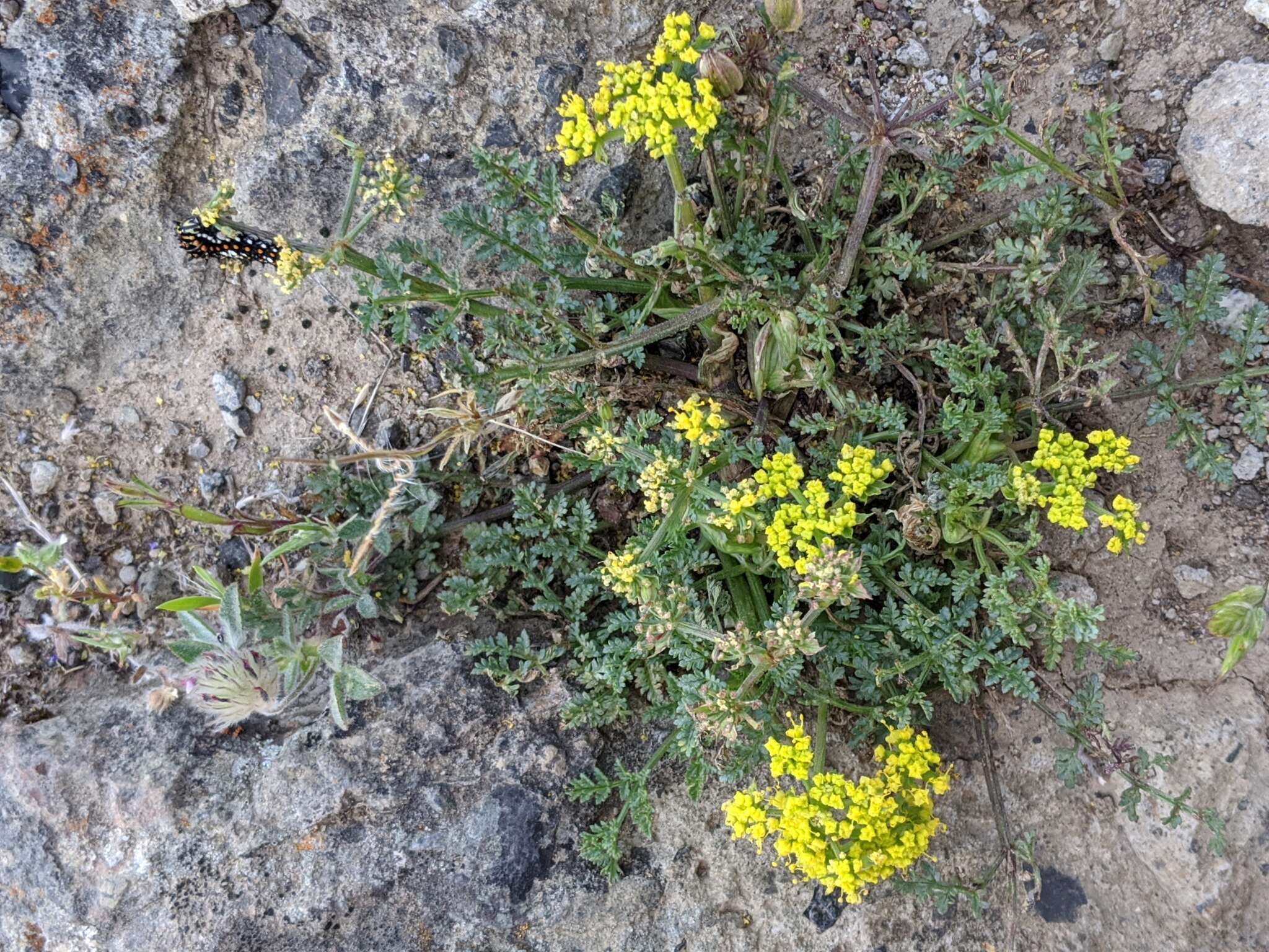 Imagem de Pteryxia terebinthina var. californica (Coult. & Rose) Mathias