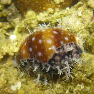 Image of Calf Cowrie