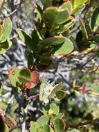 Image of Eucalyptus vernicosa Hook. fil.