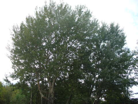 Image of Grey poplar