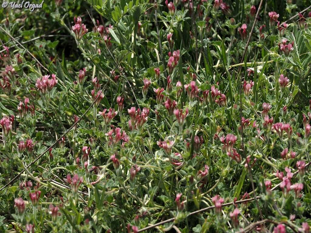 Plancia ëd Trifolium pauciflorum d'Urv.