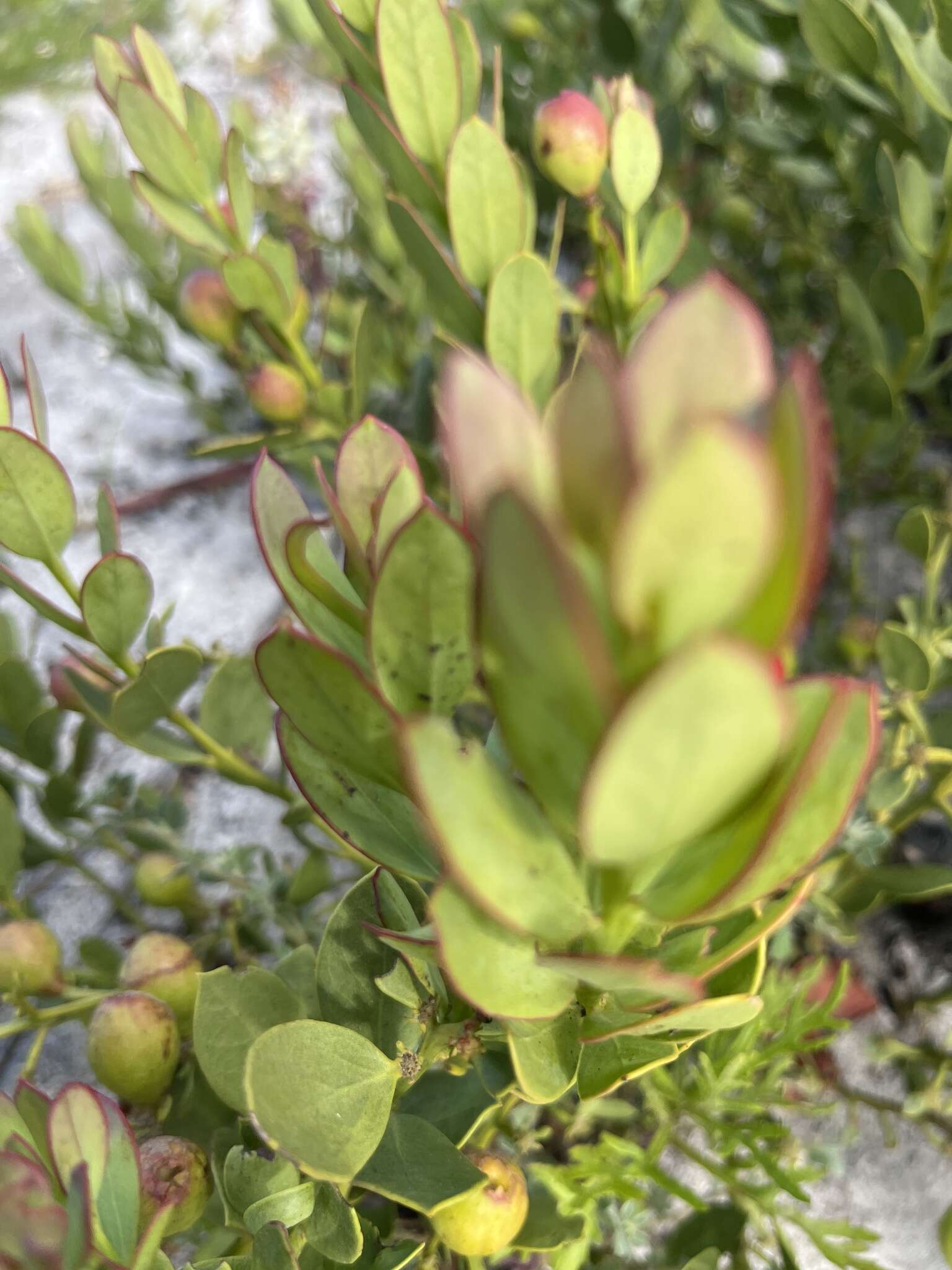 Image of Osyris speciosa (A. W. Hill) J. C. Manning & P. Goldblatt