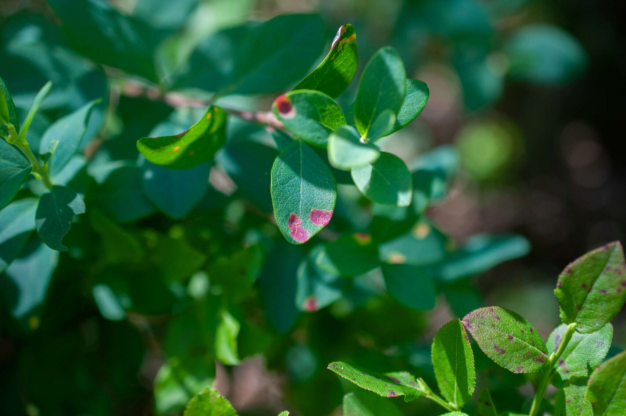 Image of Exobasidium pachysporum Nannf. 1981