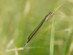 Image of Variable Bluet