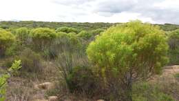 Image of Leucadendron coniferum (Thunb.) Meissn.