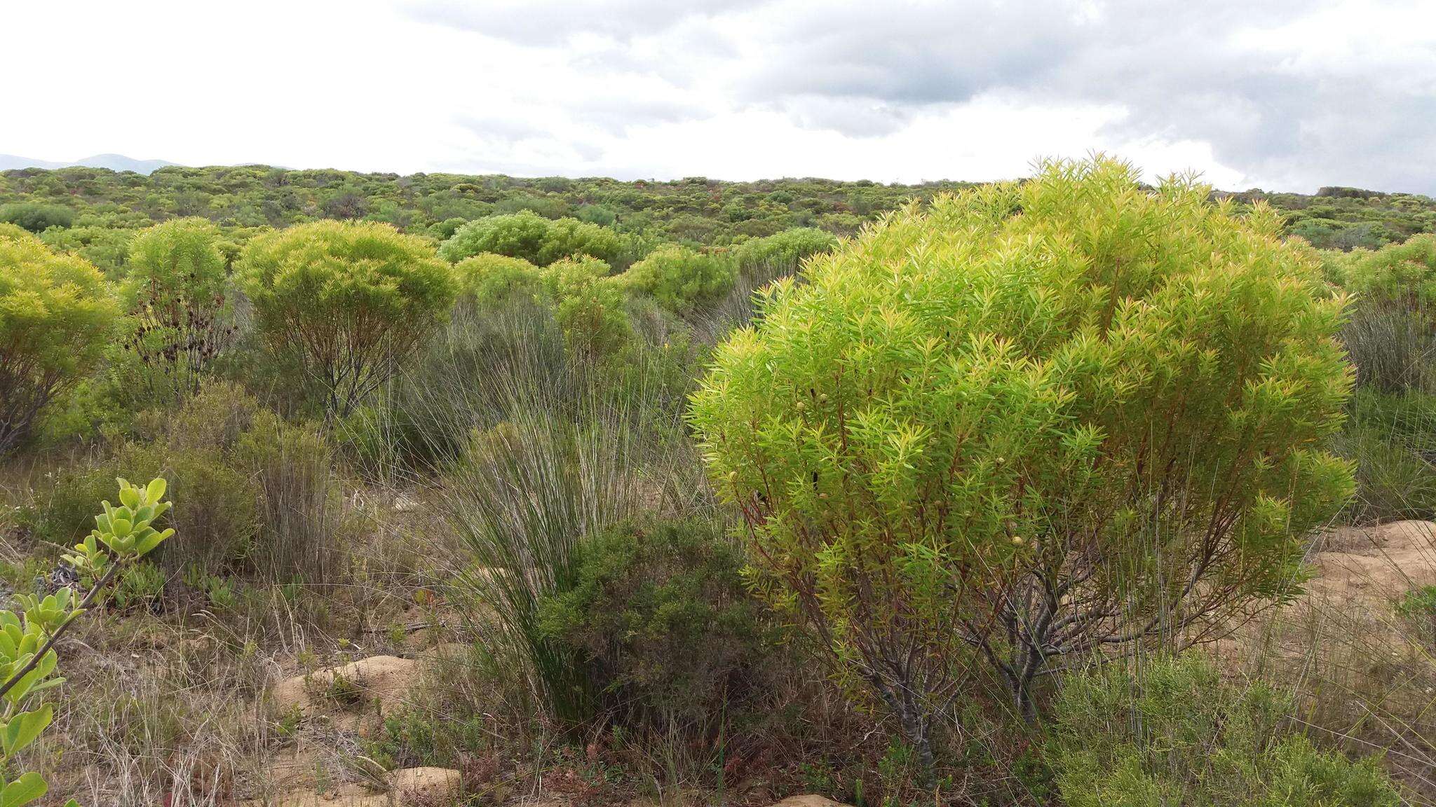 صورة Leucadendron coniferum (Thunb.) Meissn.