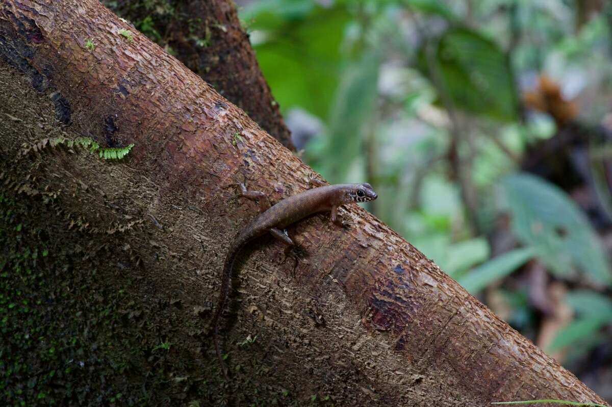 Sphenomorphus sabanus Inger 1958 resmi