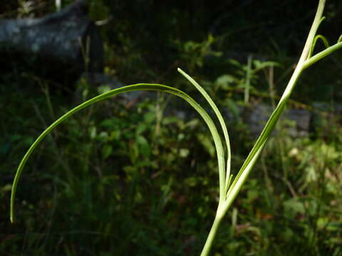 Imagem de Coreopsis palustris Sorrie