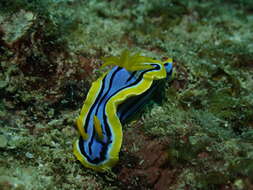 Image of Chromodoris elisabethina Bergh 1877