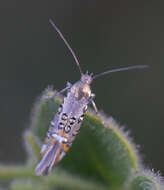 Image de Lithariapteryx jubarella Comstock 1940