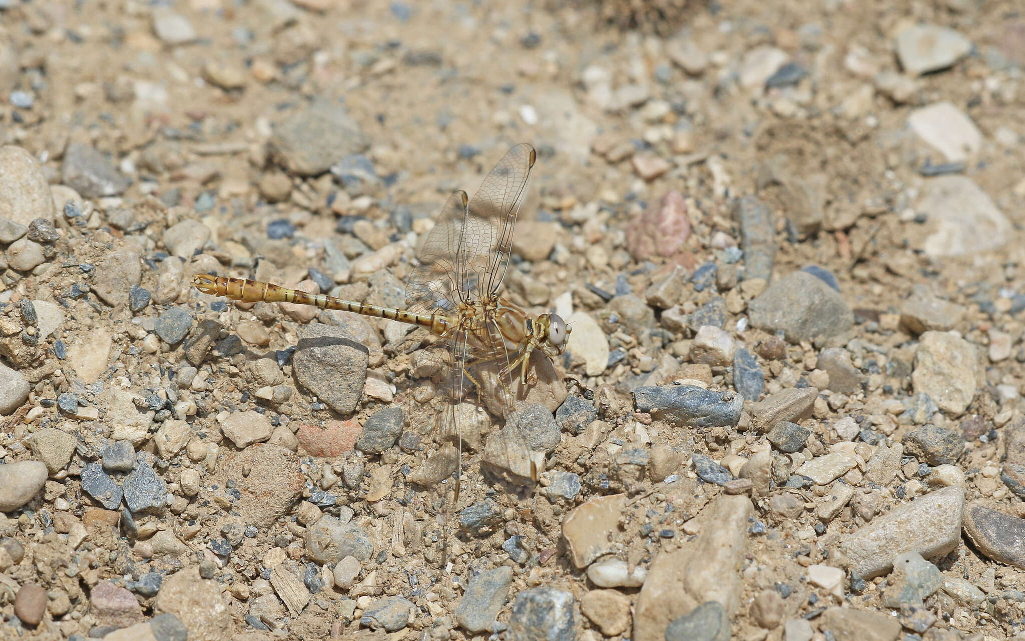 Image of Faded Pincertail