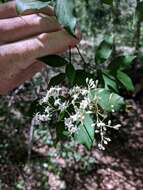 Image de Cornus foemina Mill.