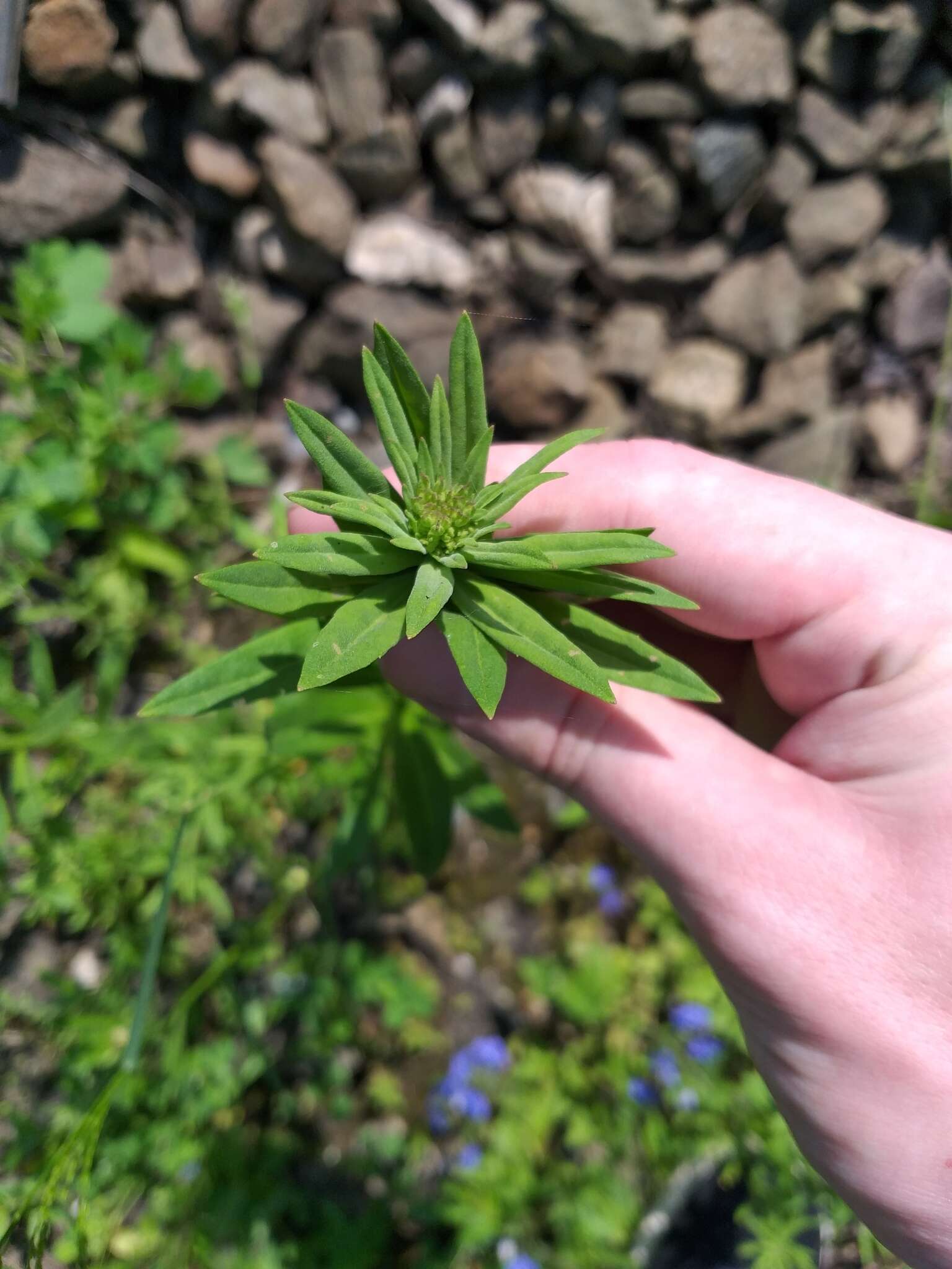 Image of European wallflower