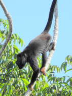 Image of Red-handed Howling Monkey