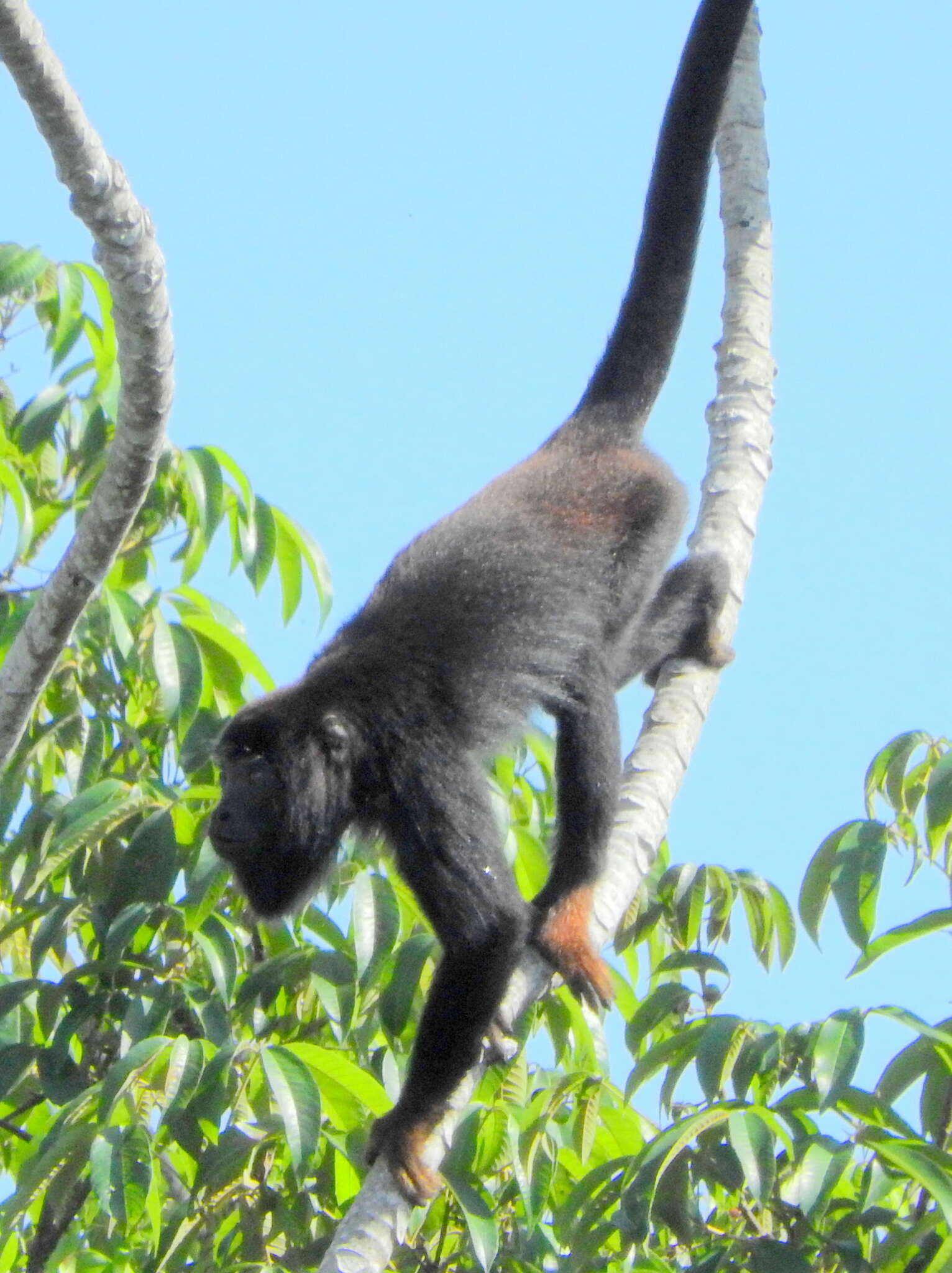 Alouatta discolor (Spix 1823)的圖片