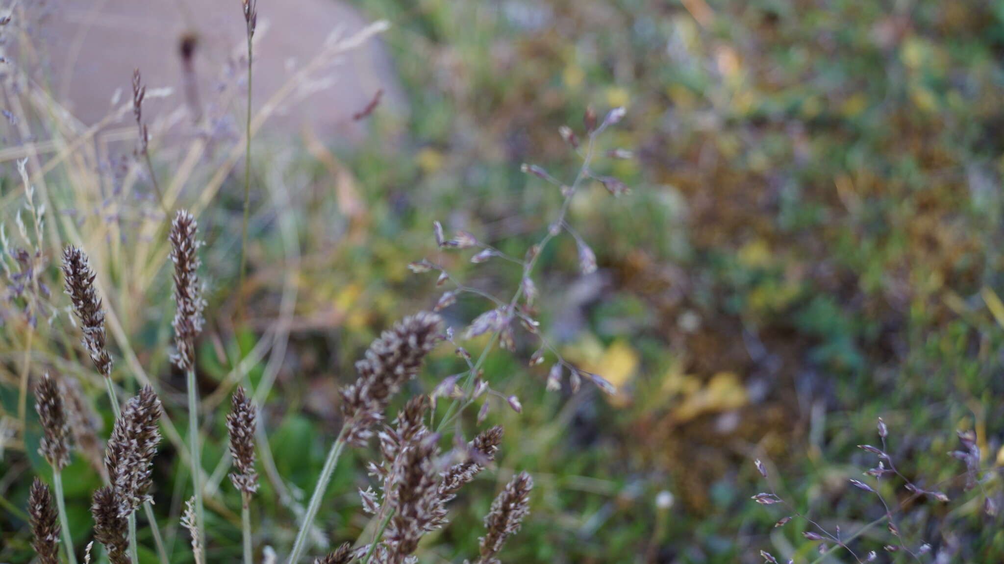 Image of Eurasian Junegrass