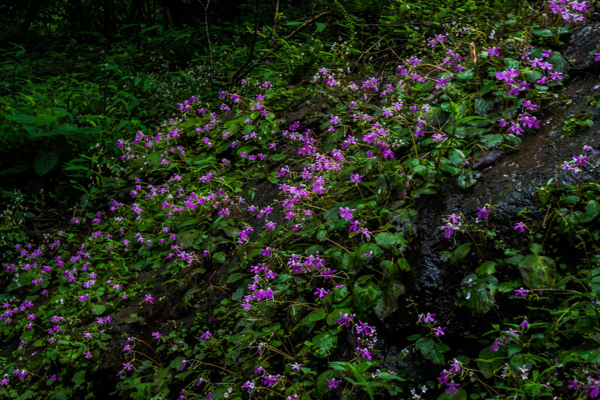 Impatiens acaulis Arn. resmi