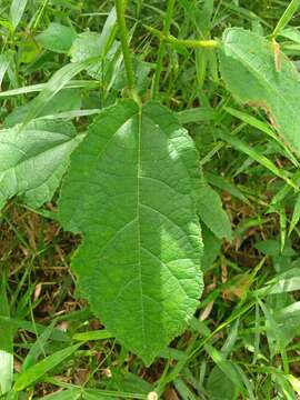 Ficus simplicissima Lour.的圖片