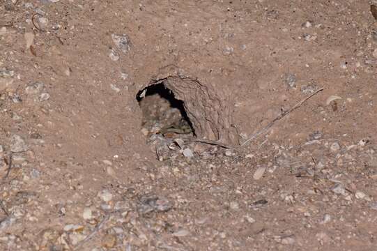 Image of Arizona Hairy Scorpion