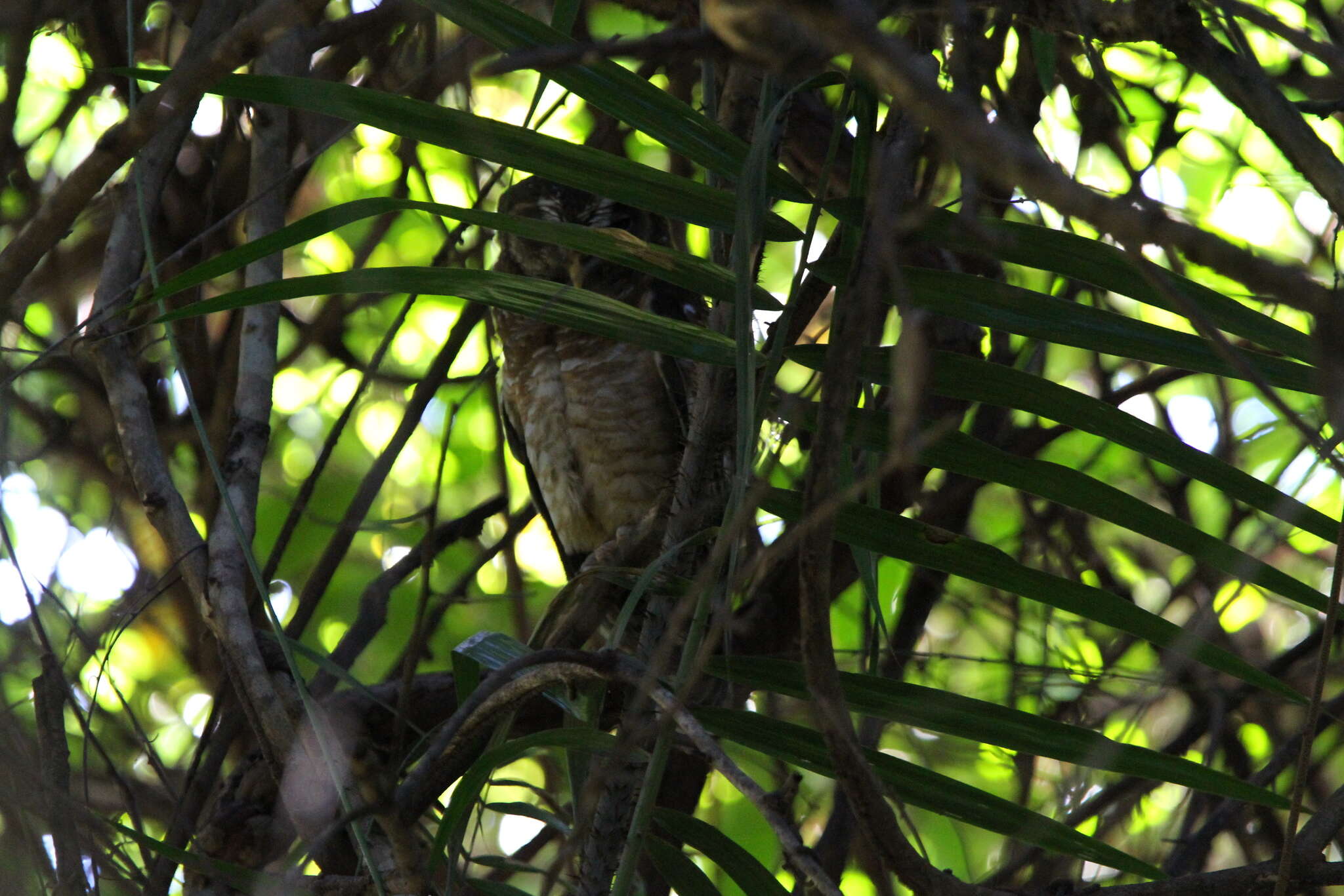 Image of African Wood Owl