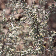 Image of Asparagus capensis var. capensis