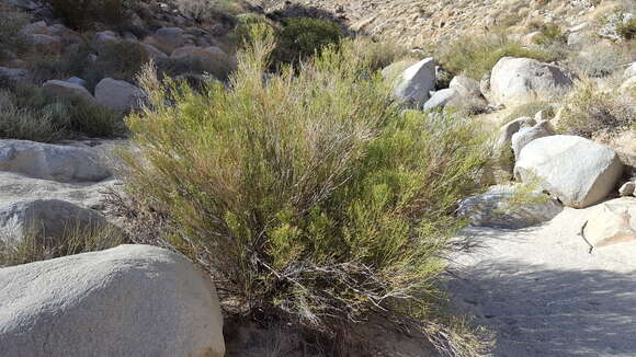 Image of desert baccharis