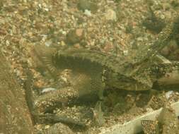 Image of Spine-cheek gudgeon