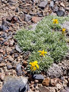 Image of stemless mock goldenweed