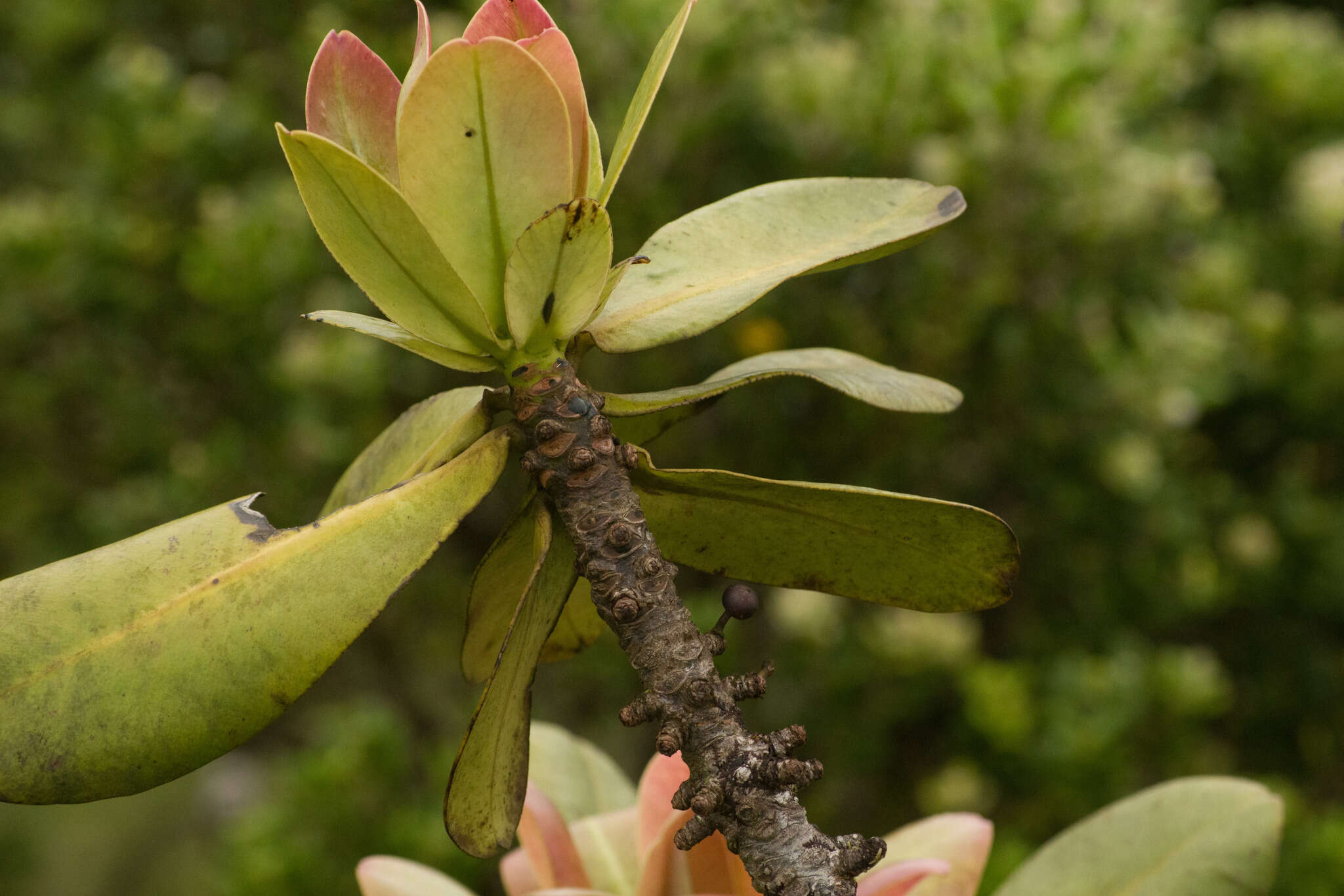 Image of Molokai colicwood