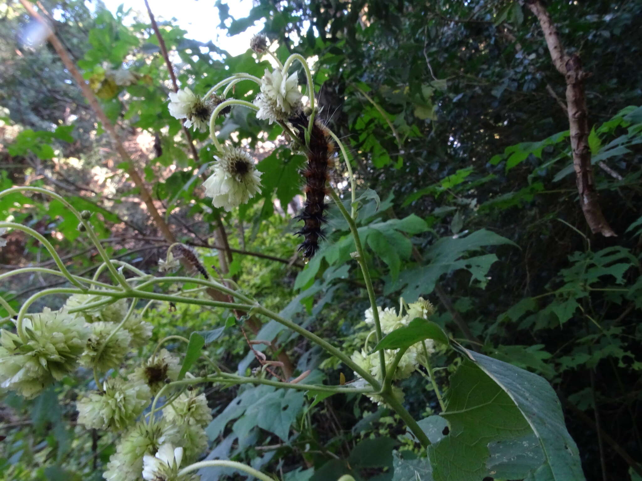 Image of Montanoa grandiflora (DC.) Hemsl.