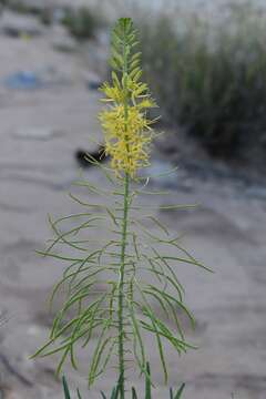 Image of Stanleya pinnata var. texana B. L. Turner