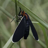 Image of Ctenucha multifaria Walker 1854