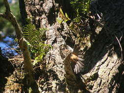 Image of New Zealand Falcon