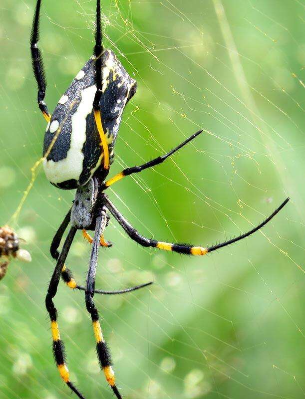 Imagem de Trichonephila senegalensis annulata (Thorell 1859)