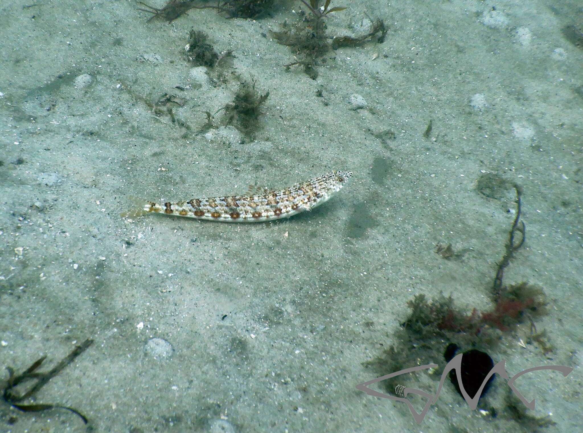 Image of Sand lizardfish