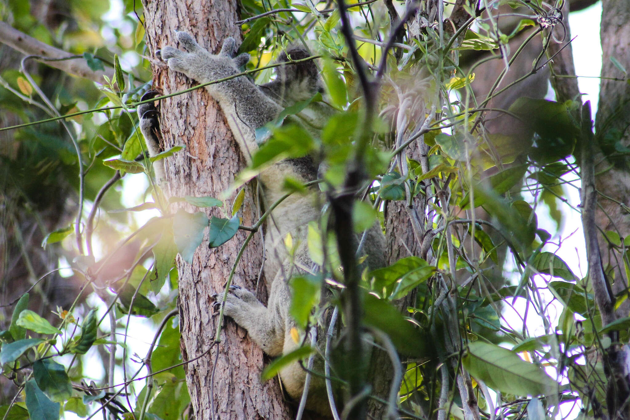 Image of koalas