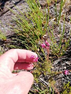 Image of Erica glutinosa Berg.