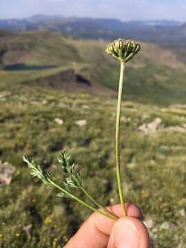 Image of Baker's alpineparsley