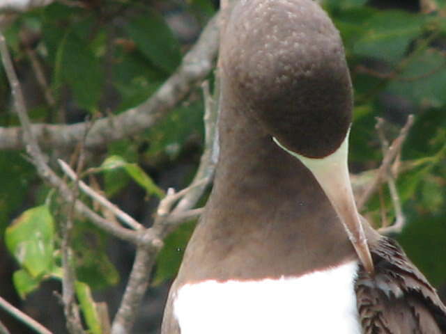 Image of Brown Booby