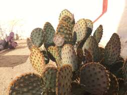 Image of chenille pricklypear