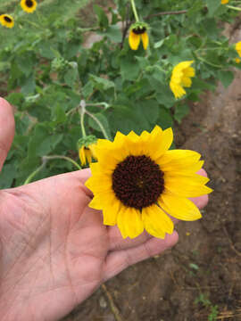 Image of common sunflower