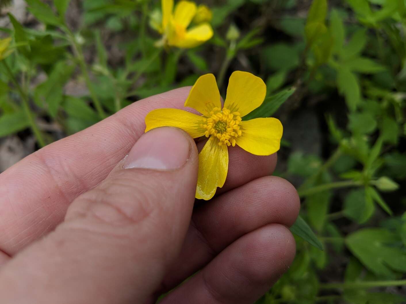 Ranunculus hispidus var. caricetorum (Greene) T. Duncan的圖片