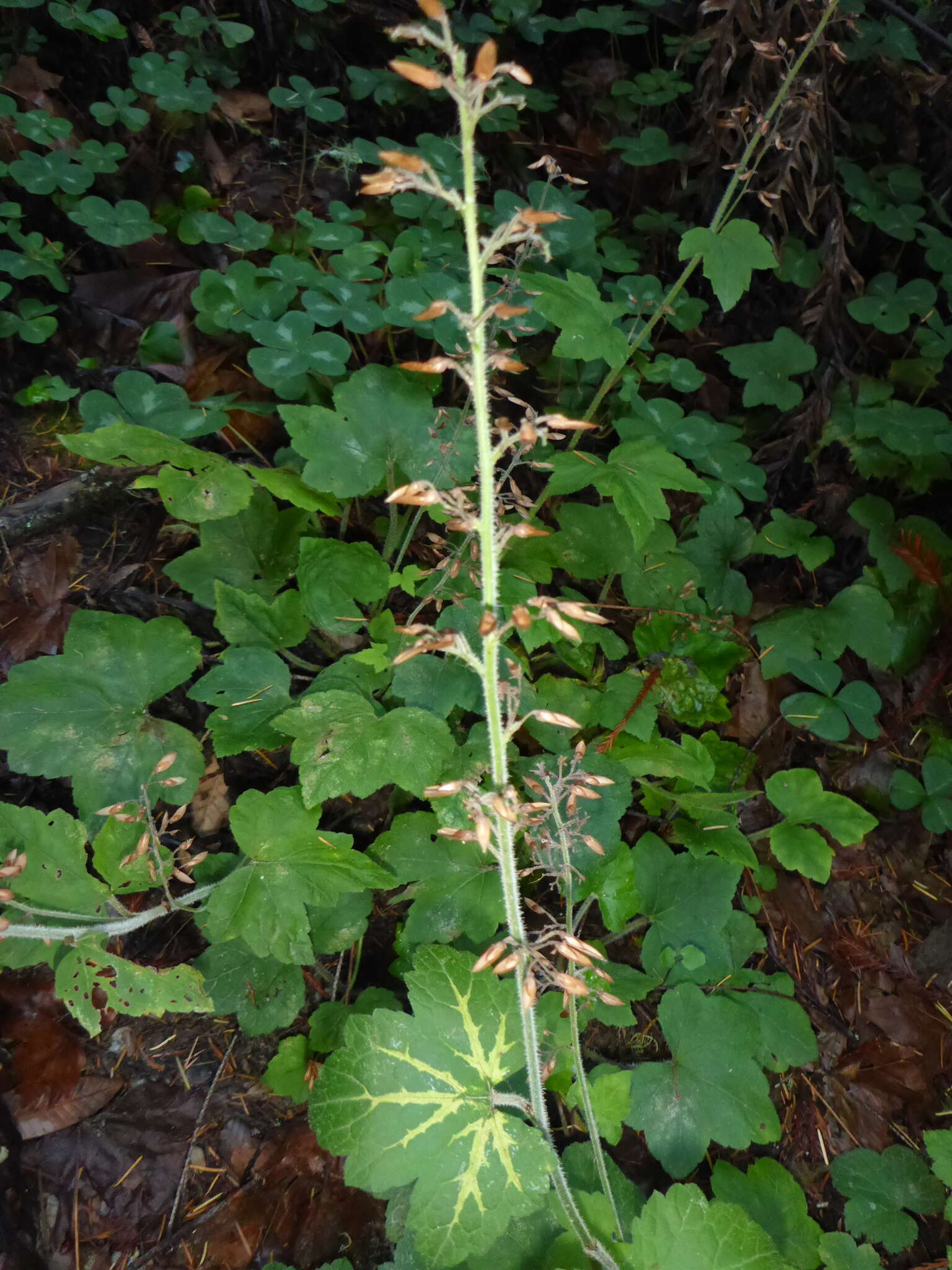 Imagem de Tiarella trifoliata L.