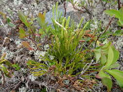 Image of savinleaf groundpine