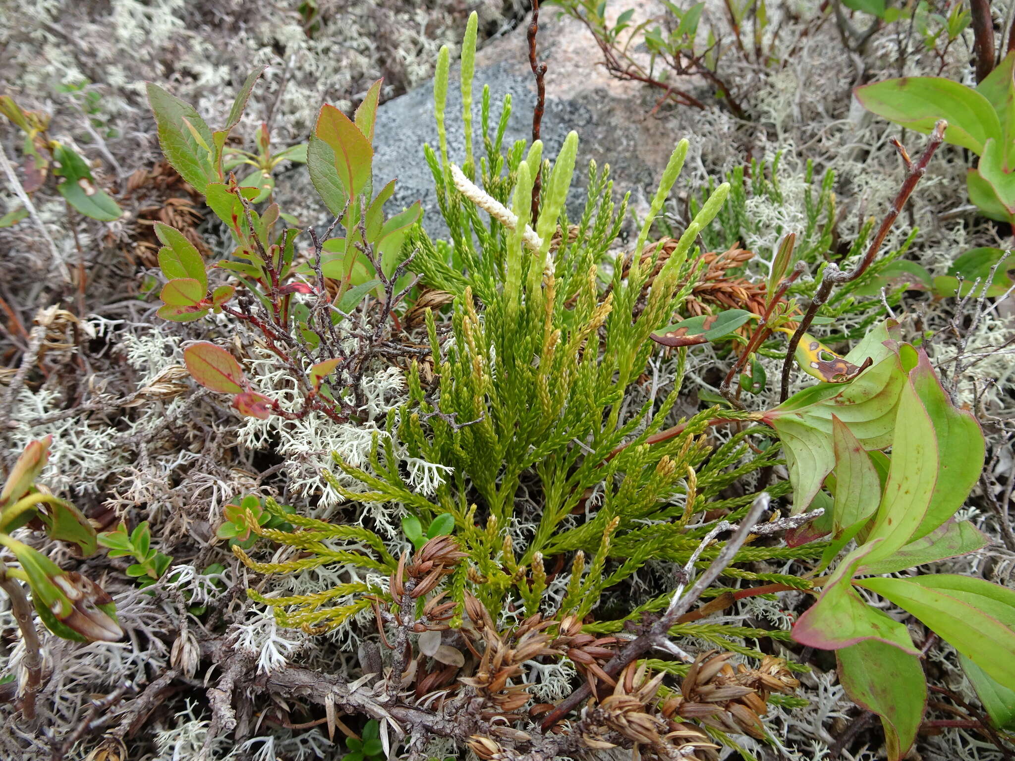 Imagem de Diphasiastrum sabinifolium (Willd.) Holub