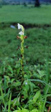 Habenaria brachyphylla (Lindl.) Aitch. resmi