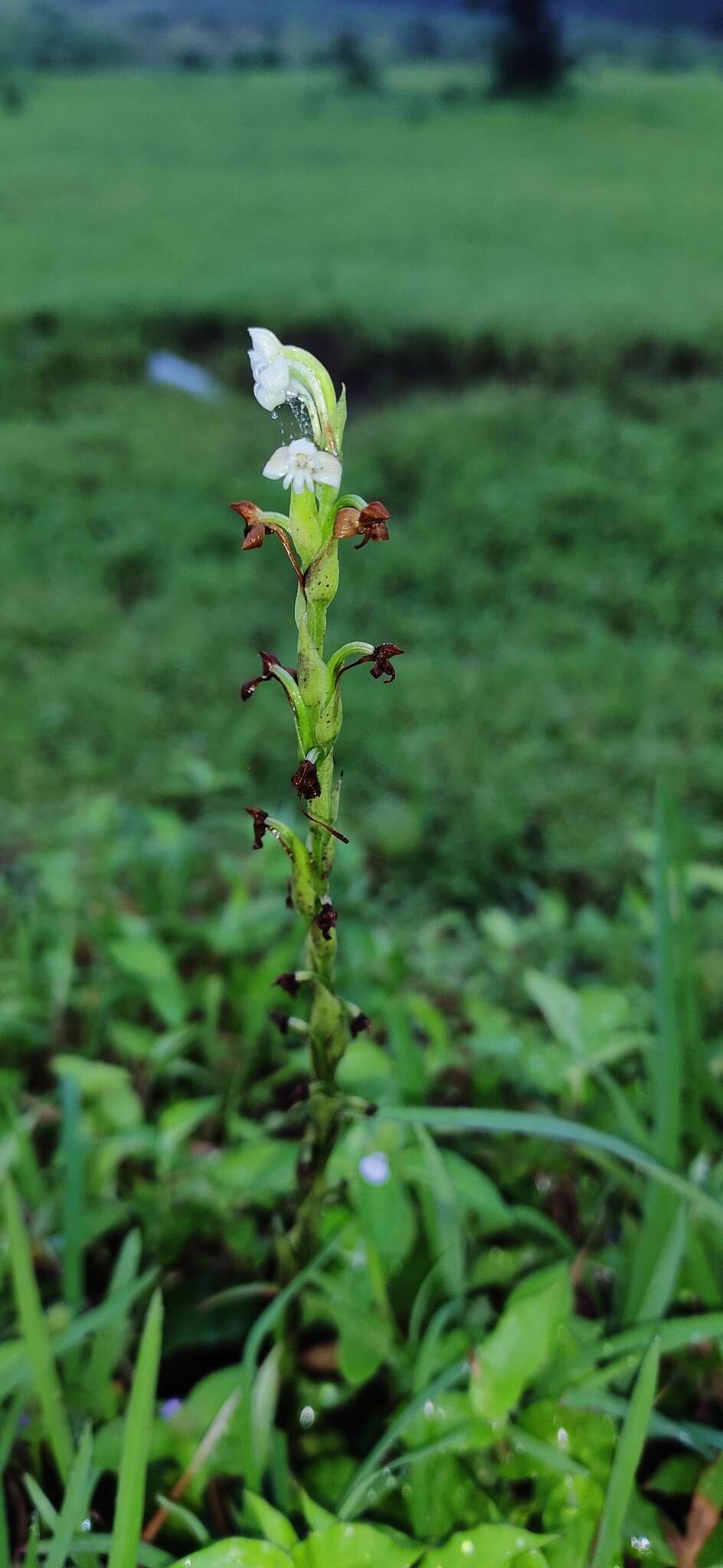 Image de Habenaria brachyphylla (Lindl.) Aitch.